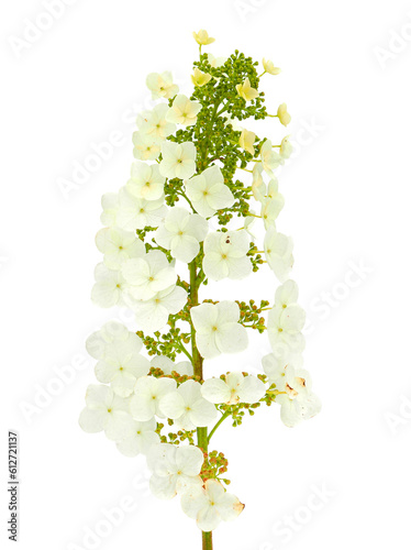 Oakleaf hydrangea isolated on white background, Hydrangea quercifolia