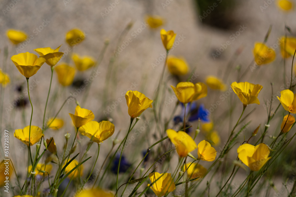 Yellow poppies, an iconic symbol of California, blossom in the Mojave Desert during a springtime superbloom.