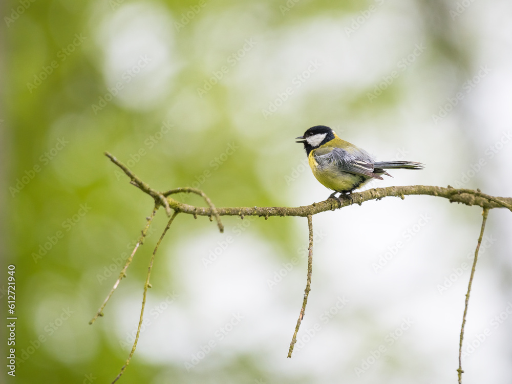 Obraz premium great tit on a branch
