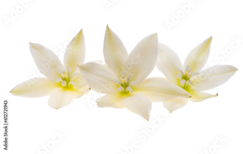 yucca flower isolated