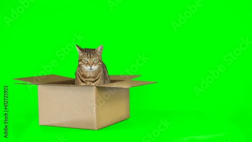 Bengal cat gets out of cardboard box on green screen isolated with chroma key