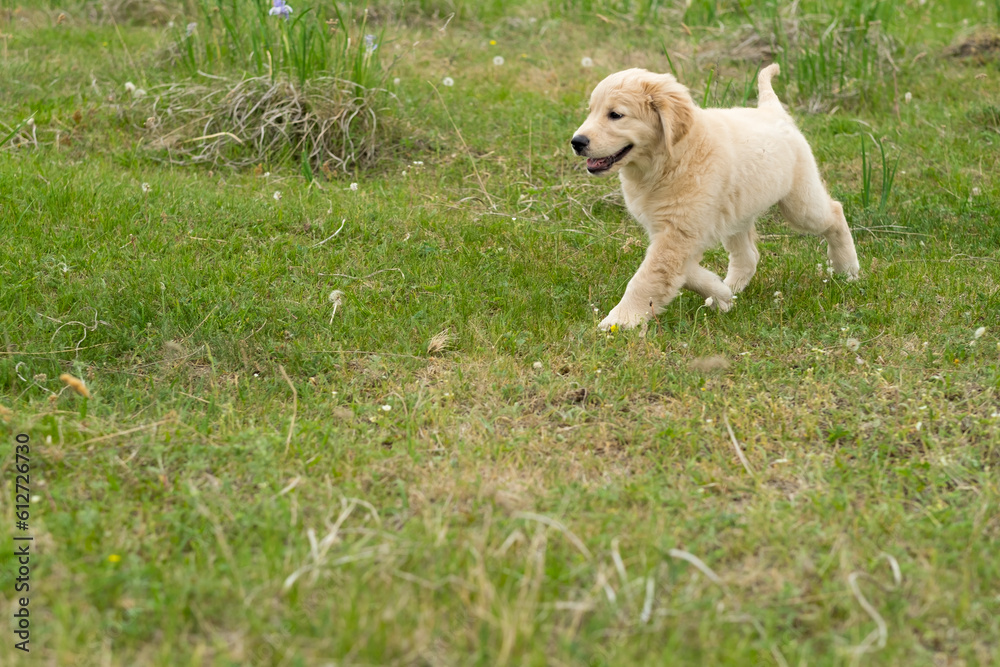 A small puppy of a golden retriever runs in the summer on a green meadow, a funny pet A small puppy of a golden retriever runs in the summer on a green meadow, a funny pet