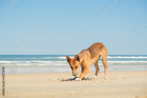Dingo dog digging in the sand on the beach in Fraser island, Australia