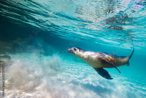 Australian sea lion swimming underwater in a turquoise shallow ocean water, white sand and sunny