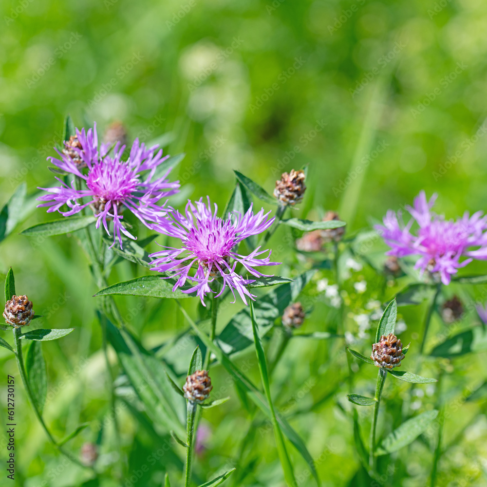 Blühende Wiesen-Flockenblume, Centaurea jacea, auf der Wiese Blühende Wiesen-Flockenblume, Centaurea jacea, auf der Wiese