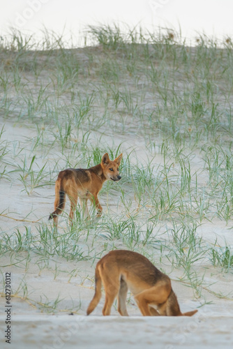 two wild dingo dogs playing on the beach, digging holes and looking into camera on Fraser island, Australia
