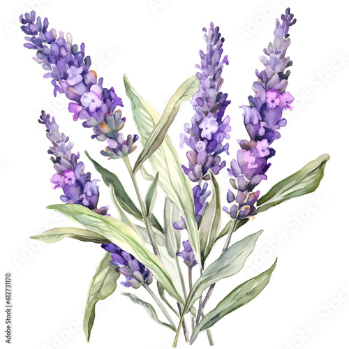 watercolor branch of purple lavender lilac lavender