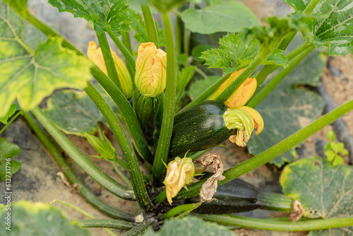 zucchini plant, flower and vegetable