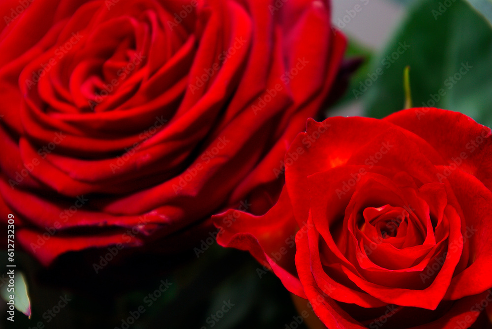 Naklejka premium Rote Rosenblüten