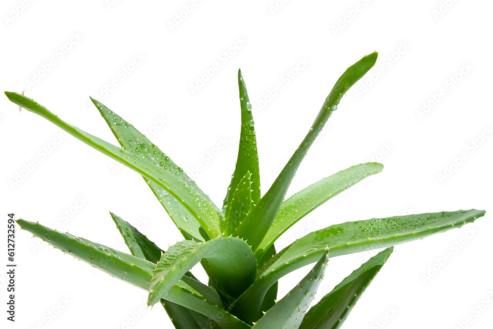 Green fresh aloe vera, close-up. On a white background. Green fresh aloe vera, close-up. On a white background.