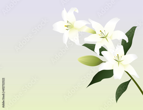 白いユリの花の背景イラスト素材 ベクター  冠婚葬祭