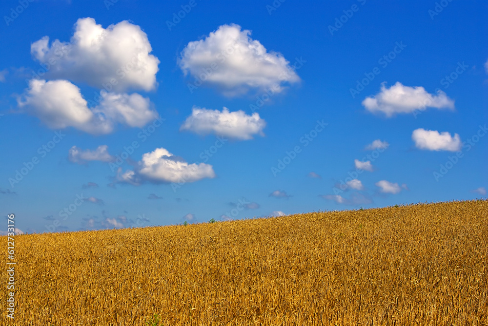 Getreidefeld unter blauem Himmel mit Wolken Getreidefeld unter blauem Himmel mit Wolken