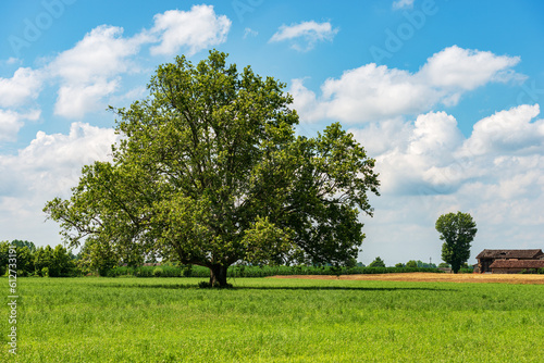 Rural landscape with green meadow and a large tree in springtime, Padan Plain or Po valley (Pianura Padana, Italian). Mantua province, Lombardy, Italy, southern Europe.