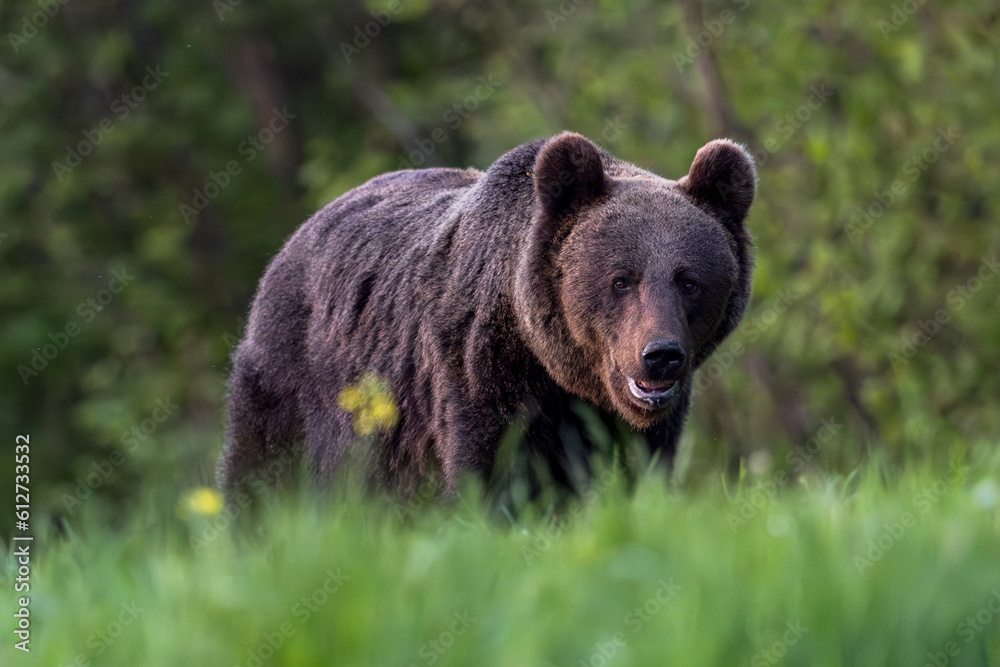 Brown bear