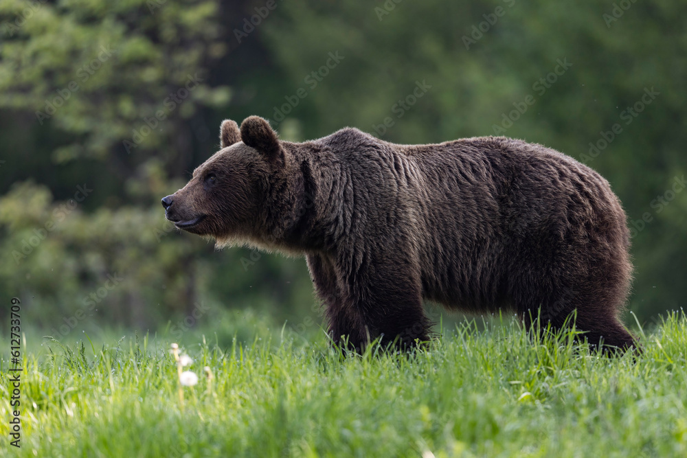 Brown bear