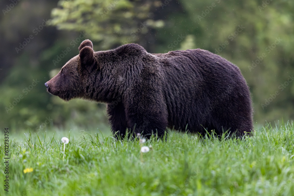 Fototapeta premium Brown bear