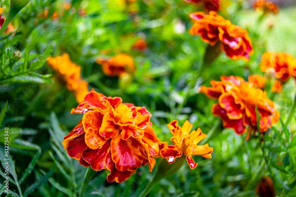 Fine wild growing flower marigold calendula on background meadow Fine wild growing flower marigold calendula on background meadow