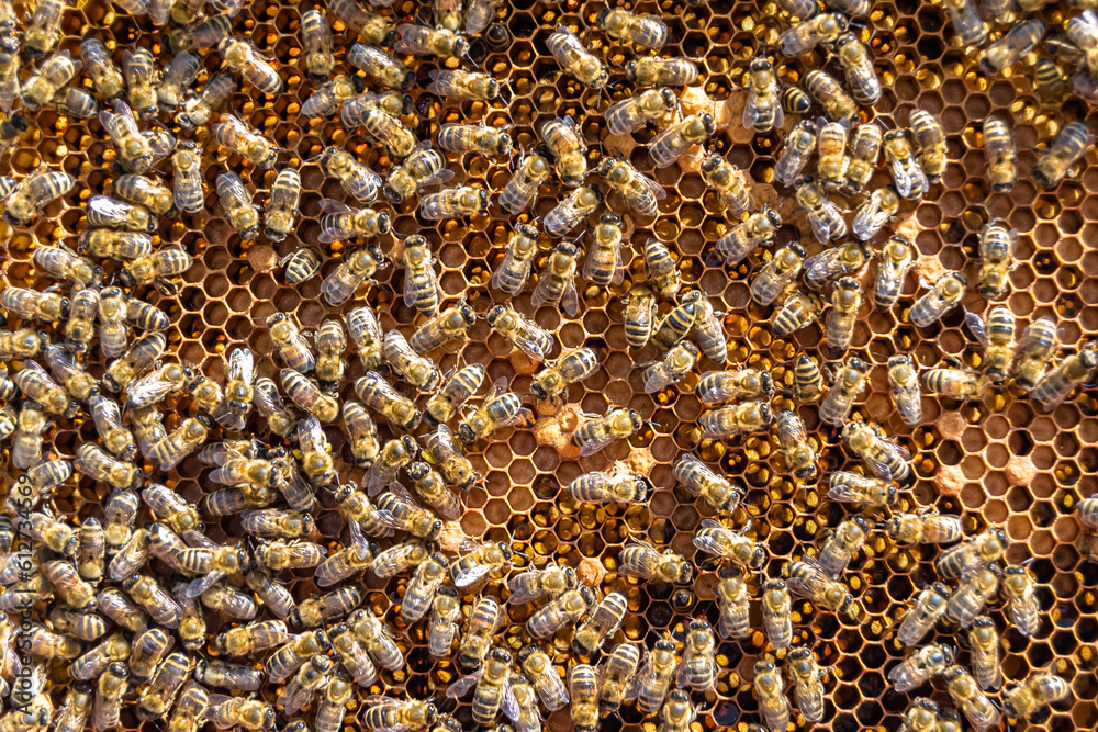 Abstract hexagon structure is honeycomb from bee hive filled