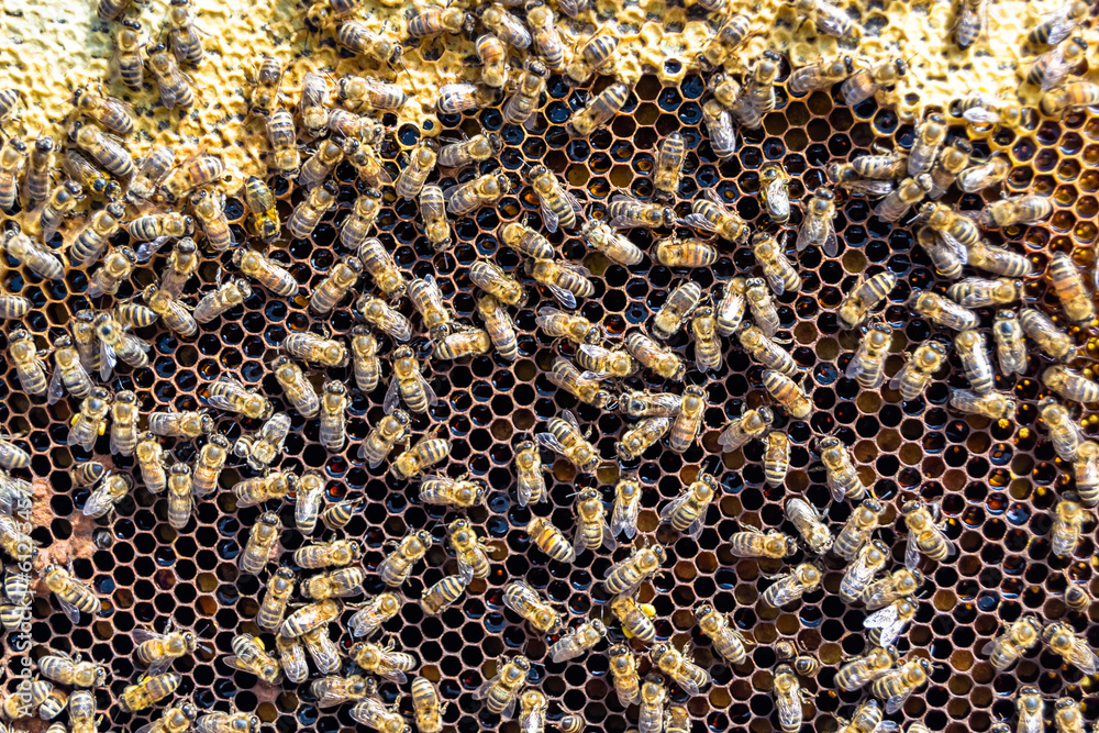 Abstract hexagon structure is honeycomb from bee hive filled Abstract hexagon structure is honeycomb from bee hive filled