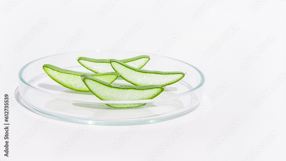 Fresh aloe leaf and sliced aloe slices in a Petri dish. On a white background Fresh aloe leaf and sliced aloe slices in a Petri dish. On a white background