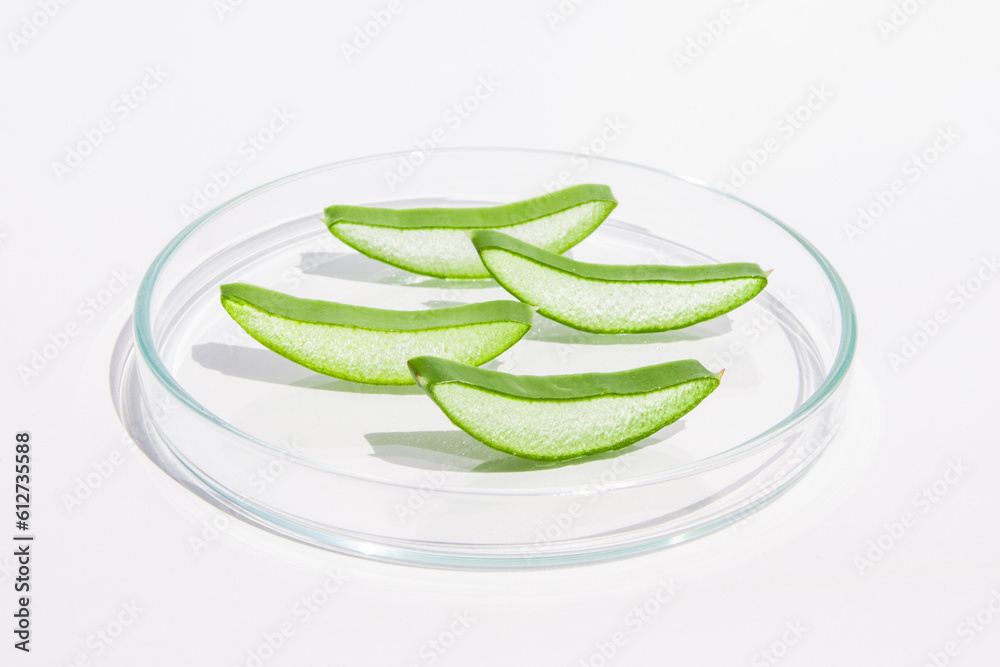 Fresh aloe leaf and sliced aloe slices in a Petri dish. On a white background Fresh aloe leaf and sliced aloe slices in a Petri dish. On a white background