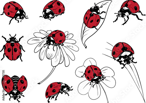Sketch style ladybug set illustration black lineart red fill isolated on white background © Tatyana