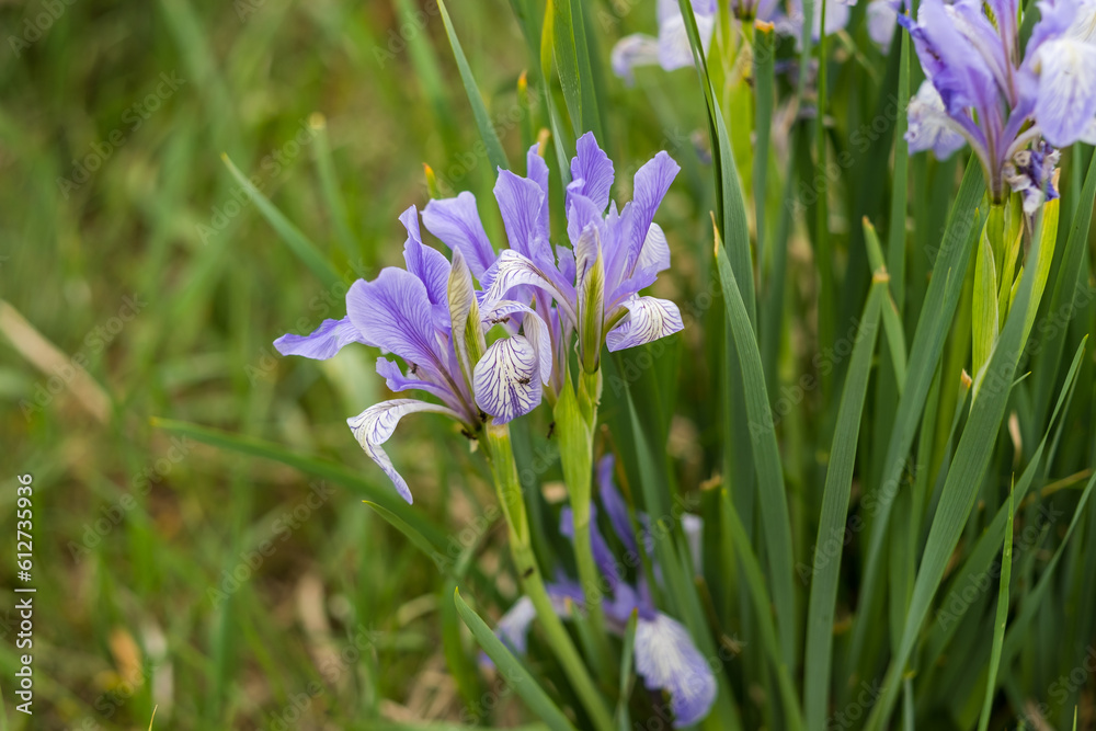 beautiful purple flowers grow in Siberia beautiful purple flowers grow in Siberia