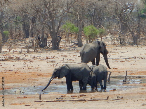 Midday on a dry winter day as Elephants drink water  Moremi Game Reserve  Botswana   Africa