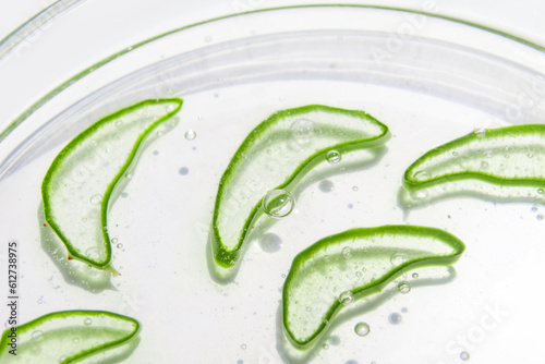 Fresh aloe leaf and sliced aloe slices in a Petri dish. Close-up. On a white background