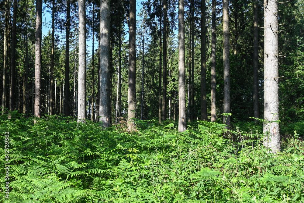Fototapeta premium Belgique Wallonie Ardenne Ardennes bois foret sapin