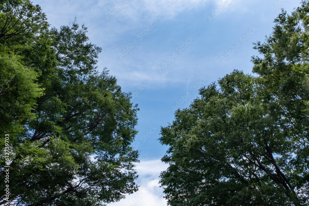 夏、梅雨明け、さわやかな晴天の青空と折り重なったふわふわの積乱雲、新緑の森林、山の木々の背景　夏休み・天気・アウトドア・旅行・バカンスのイメージ