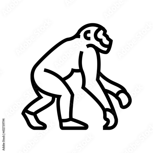 primate ancestors human evolution line icon vector. primate ancestors human evolution sign. isolated contour symbol black illustration