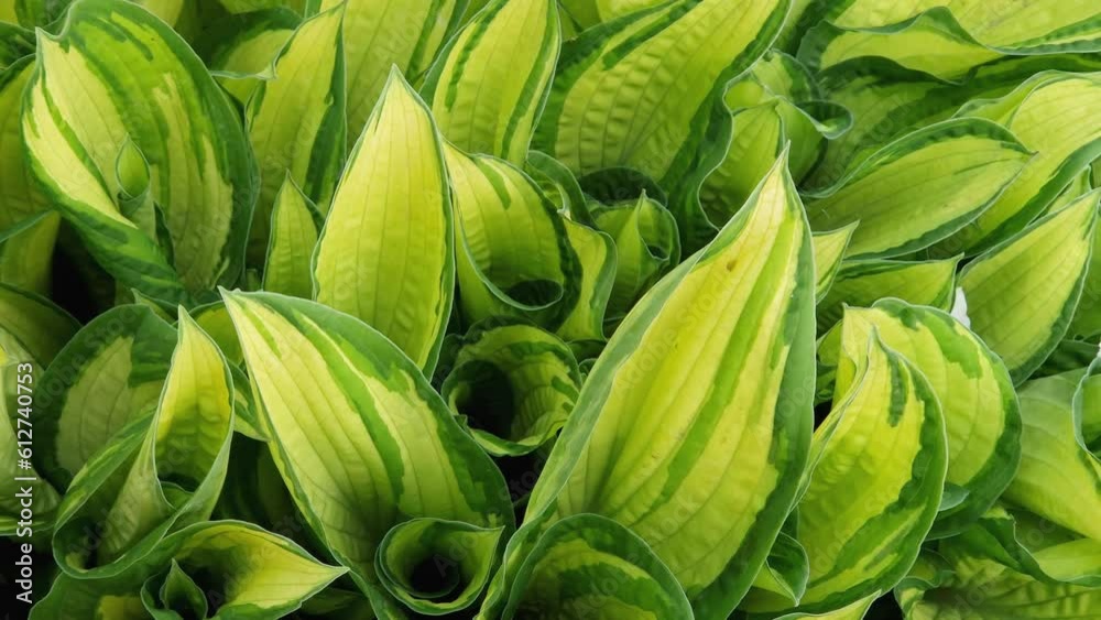 Bush of cultivated hosta with variegated leaves, close-up Bush of cultivated hosta with variegated leaves, close-up