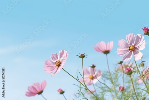 A field of pink cosmos flowers with a blue sky in the background. Generative AI. © Friedbert