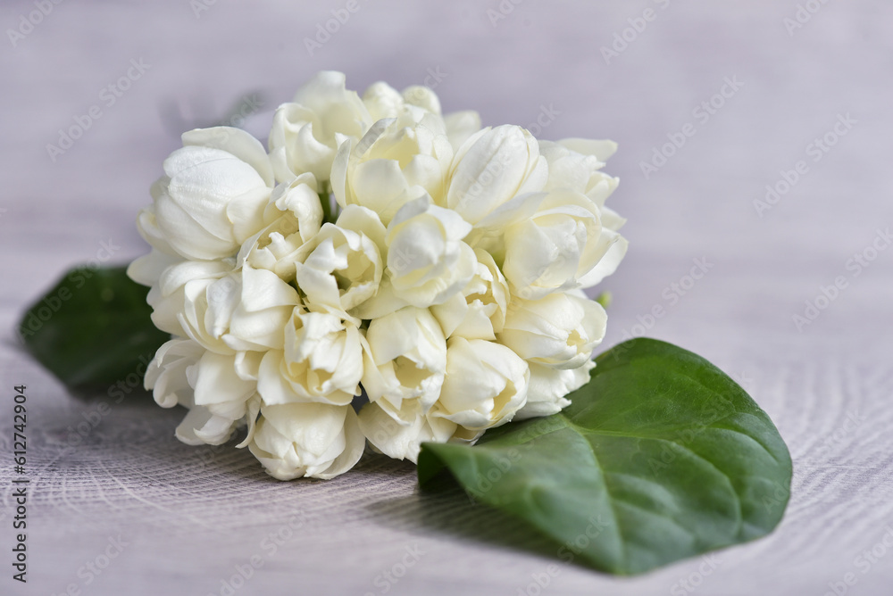 Fragrance and sweet smell jasmine flowers bouquet on white background. Jasmine flower is the flower used in cosmestic industrial, rituals, religious ceremonies, adore the buddha Fragrance and sweet smell jasmine flowers bouquet on white background. Jasmine flower is the flower used in cosmestic industrial, rituals, religious ceremonies, adore the buddha