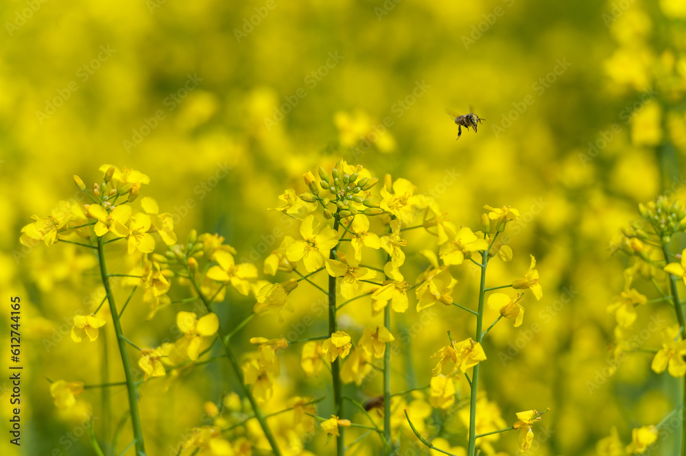 Rapeseed Field and Flying Bee in Background. Beautiful Blooming Scene. Yellow Color Rapeseed Field and Flying Bee in Background. Beautiful Blooming Scene. Yellow Color