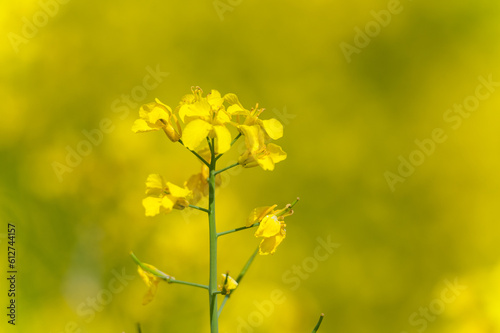Yellow Rapeseed Field. Landscape. Shallow Depth of Field