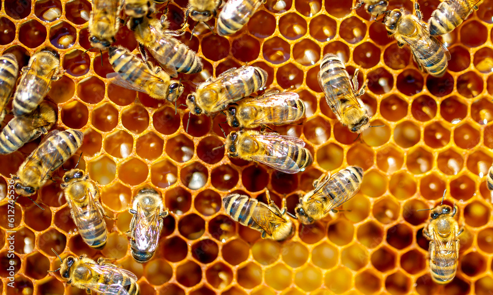 Beautiful honeycomb with bees close-up. A swarm of bees crawls through the combs collecting honey. Beekeeping, wholesome food for health. Beautiful honeycomb with bees close-up. A swarm of bees crawls through the combs collecting honey. Beekeeping, wholesome food for health.