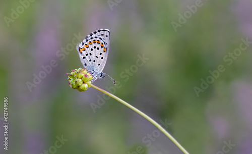 Bavius Blue butterfly (Rubrapterus bavius) on flower