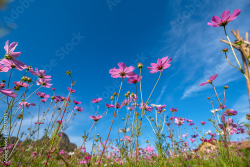 Cosmos ​(Mexican Aster) spring flower pink field / colorful cosmos blooming in the beautiful garden flowers on hill landscape mountain and summer blue sky background