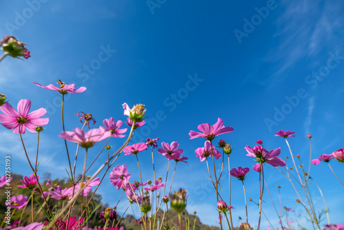 Cosmos     Mexican Aster  spring flower pink field   colorful cosmos blooming in the beautiful garden flowers on hill landscape mountain and summer blue sky background