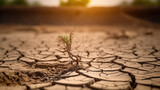 Plant seedling growing on cracked soil, Global warming concept.