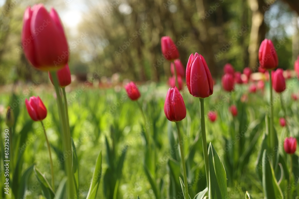 Obraz premium Beautiful pink tulips growing outdoors on sunny day, closeup