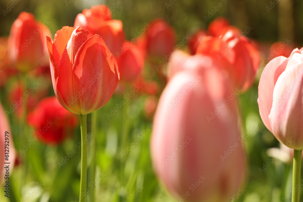 Fototapeta premium Beautiful bright tulips growing outdoors on sunny day, closeup
