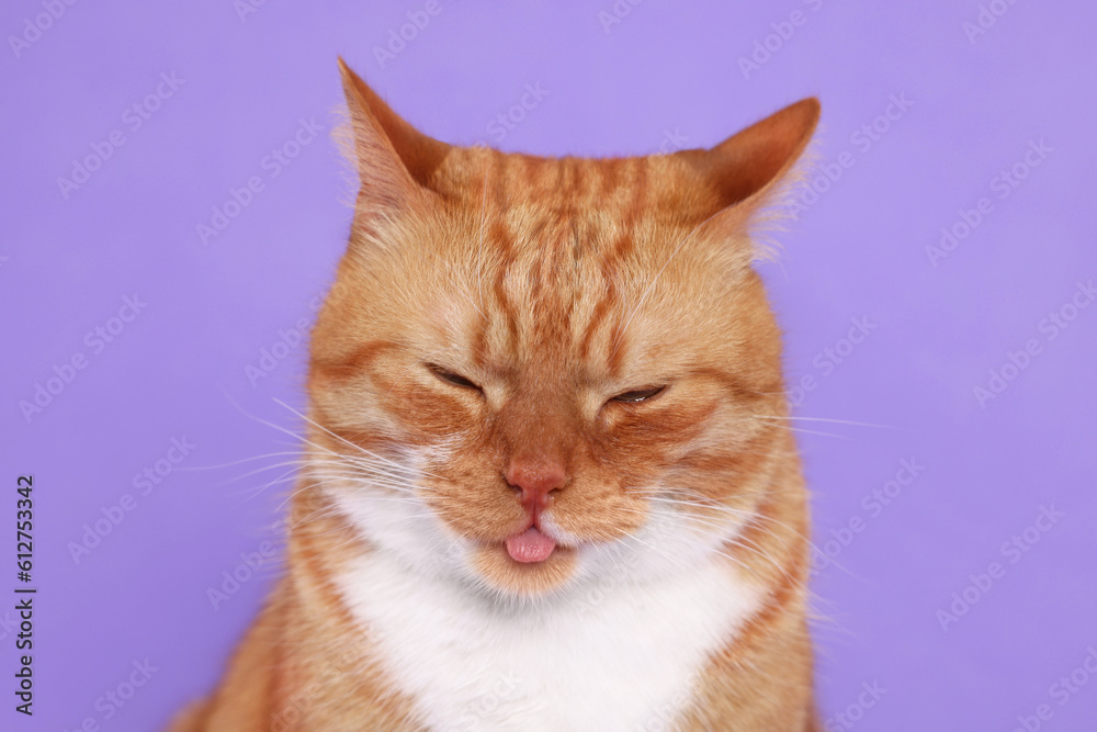 Cute cat showing tongue on lilac background