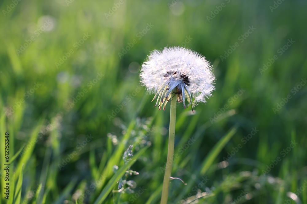 Beautiful dandelion in green grass outdoors, closeup Beautiful dandelion in green grass outdoors, closeup