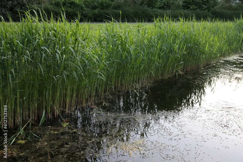View of pond with green reeds outdoors View of pond with green reeds outdoors