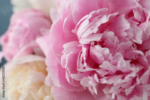 Beautiful aromatic peonies on blurred background  closeup