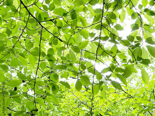 初夏の新緑の葉の木洩れ日