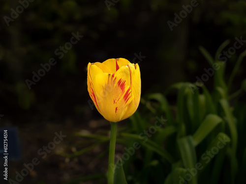 Wallpaper Mural yellow tulip in the garden Torontodigital.ca